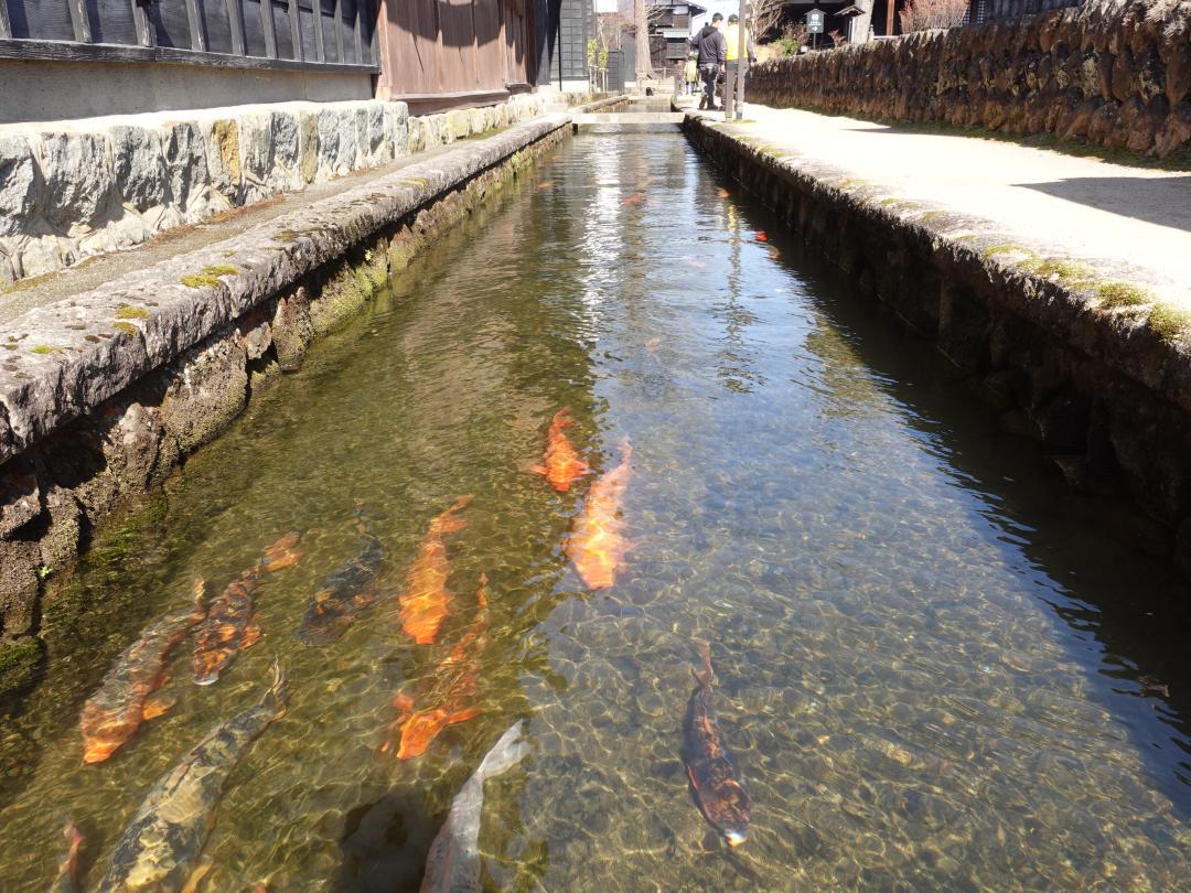 旅レポ】飛騨古川 鯉の引っ越し見物へ（中編）｜ほぼ1泊1日旅行 ｜よい 