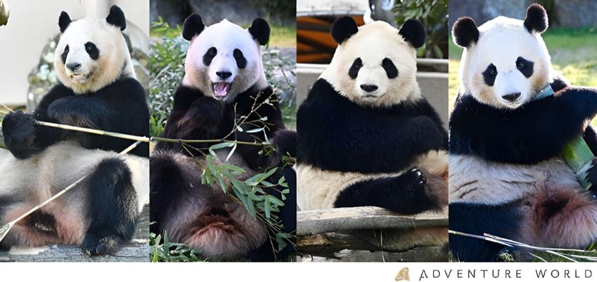 A Chance for Lasting Survival パンダ 中国 Four pandas from Adventure World return to China on June 28